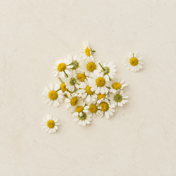 Dried chamomile flowers