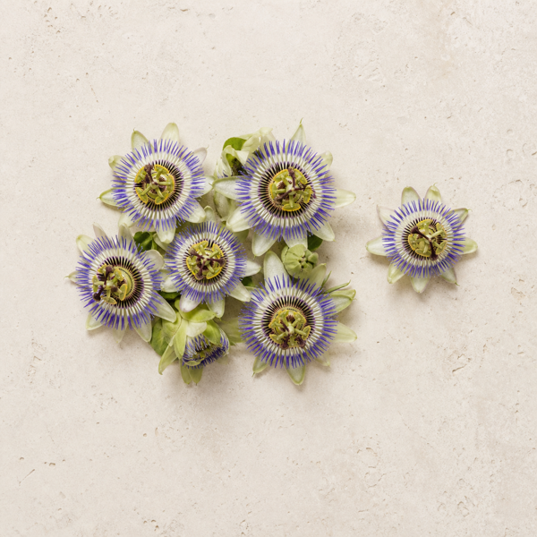 Passionflower