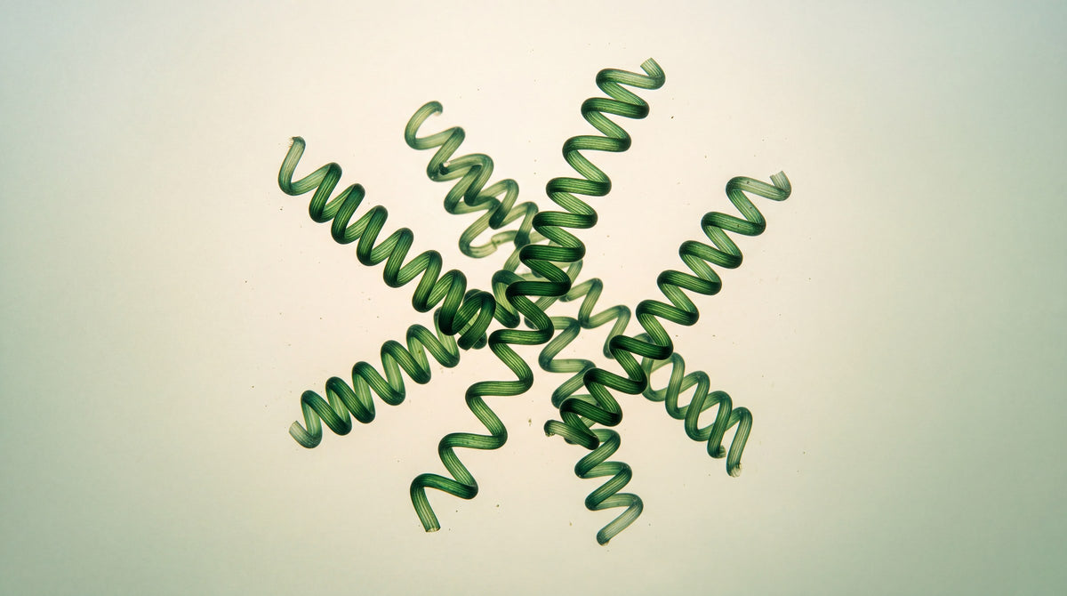 Spiralling green spirulina filaments seen under a microscope, softly backlit